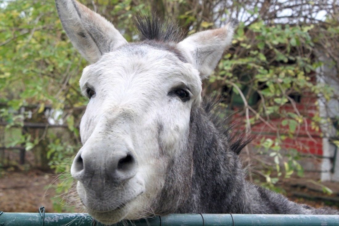 Esel im Tierpark Clingen