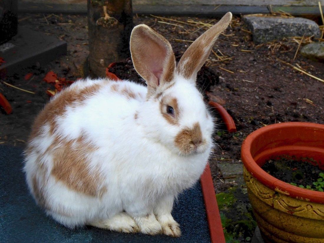 Kaninchen im Gehege