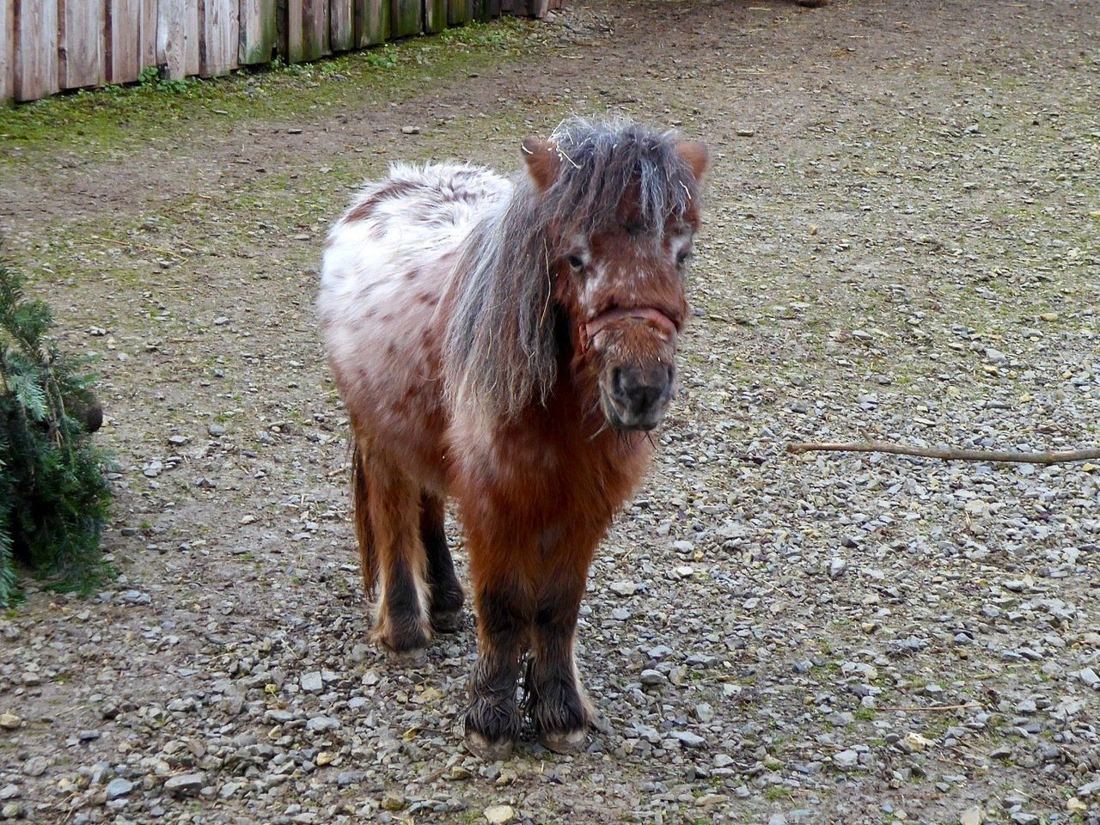 Shetlandpony auf dem Gelände